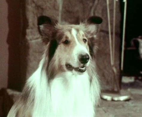 The matic of lassie